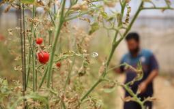 المزارع حمادة الأسطل يتفقد مزرعته في خانيونس جنوب قطاع غزة