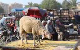 عدد من المواطنين يجلسون في سوق الحلال في مدينة دير البلح