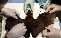 علماء بريطانيون يكتشفون فيروس كورونا جديد لدى خفافيش بريطانية