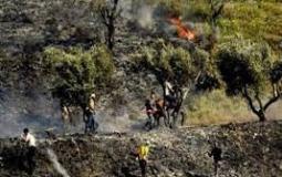 مستوطنون يشعلون النار قي اشجار الزيتون بالضفة الغربية