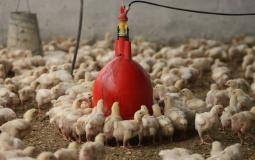 مزرعة دجاج لاحم في غزة