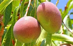 زراعة المانجا في غزة