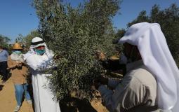 الزراعة في غزة تعلن مواعيد قطف الزيتون وتشغيل المعاصر