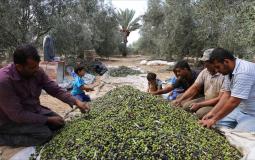 الزراعة بغزة تصدر توجيهات مهمة للمزارعين حول قطف الزيتون