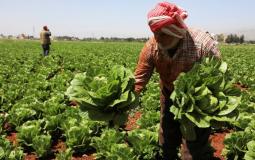 المزارعين في قطاع غزة