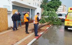 عاصفة "كرمل" تقتلع الأشجار وتتسبب بإصابة حرجة في إسرائيل