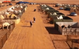 فندق 5 نجوم للإبل