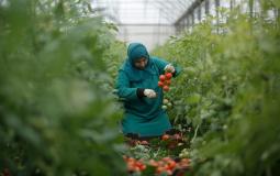زراعة الطماطم في غزة (apa)