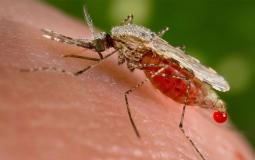 البعوض الناقل لطفيلي الملاريا - توضيحية