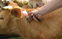 فحص الحمى القلاعية للأبقار - ارشيف