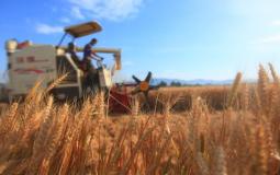 زراعة القمح - توضيحية