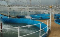 "الأسماك المستزرعة" في بحر غزة كميات كبيرة ستطرح في الأسواق قريباً
