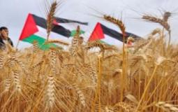 القمح في فلسطين - ارشيف