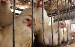 سعر كيلو الدجاج واللحوم والخضروات في أسواق غزة اليوم الخميس