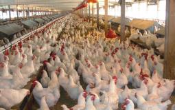 أسعار الدجاج واللحوم والخضروات في غزة اليوم السبت 17/09/2022