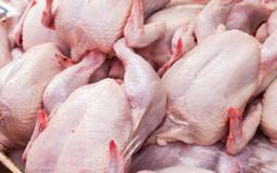 دجاج مجمد - توضيحية