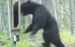 شاهد بالفيديو ردة فعل دب أثناء مشاهدة صورته في المرآة