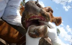 مرض خطير يلقي بظلاله على الماشية في إندونيسيا
