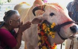 عادات غريبة في باكستان مع البقر قبل عيد الأضحى