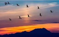 موعد بدء موسم الصيد في السعودية ، والحياة الفطرية تحدد المحظورات