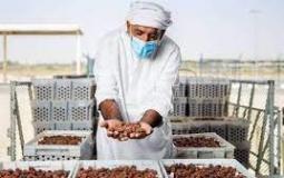 موسم التمور - ارشيف