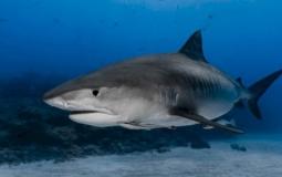 دراسة حديثة تكشف مفاجئة عن سمك القرش.. افتراس البشر