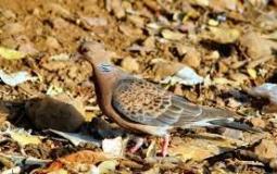 الحياة الفطرية تحدد الأنواع المسموح بصيدها في موسم الصيد بالسعودية