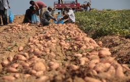 مزارعو البطاطا الحلوة في غزة يتكبدون خسائر كبيرة