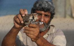 ‏موسم صيد طائر السمان المهاجر "الفر" من على شواطئ خان يونس