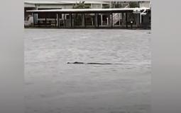 إعصار "إيان" يخرج تمساحًا إلى شوارع فلوريدا