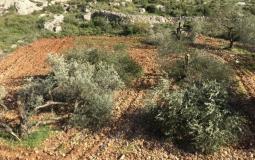 الاحتلال يقتلع 50 شجرة زيتون ويجرف أراضي