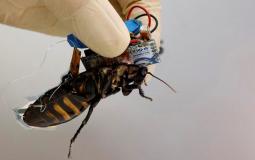 اليابان تستعين بـ "الصراصير" للبحث عن ناجين من الكوارث
