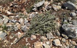 مستوطنون يقتلعون شجر الزيتون - ارشيف