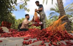 بدء موسم جني محصول البلح في غزة.. قطوف دانية وثمار وفيرة