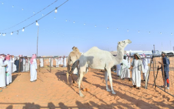 مهرجان هيئة تطوير محمية الأمام تركي بن عبدالله الملكية لمزاد الإبل