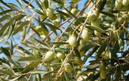 شجرة الزيتون