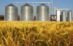 تغيرات على سعر القمح بعد شكاوى من مطاحن القطاع الخاص