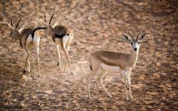 أرامكو تساهم في تعافي النظام البيئي