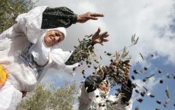 موسم قطف الزيتون في فلسطين - توضيحية