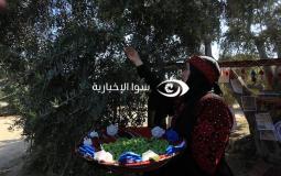 المفتي يحدد قيمة نصاب زكاة الزيتون في فلسطين 2022