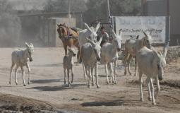 إسرائيل تمنع توريد "الحمير" إلى قطاع غزة