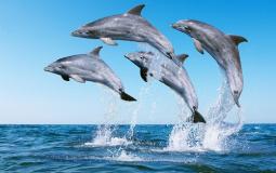 الدلافين في البحر