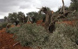 مستوطنون يقطعون 120 شجرة زيتون شرق رام الله
