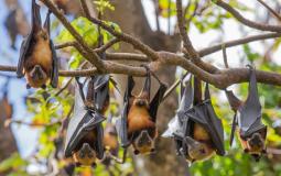 الكشف عن فيروس جديد كامن في الخفافيش