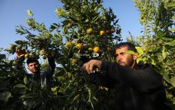 قطف ثمار الحمضيات جنوب قطاع غزة