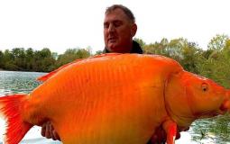 صياد يصطاد أضخم سمكة ذهبية في العالم
