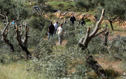 اقتلاع الاشجار من ق قوات الاحتلال الاسرائيلي