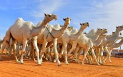 من مهرجان الملك عبد العزيز لمزاين الإبل