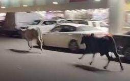 ثيران هائجة في مكة