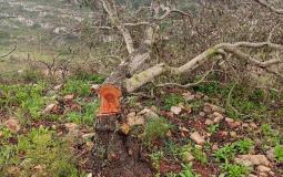 مستوطنون يقطعون 170 شجرة زيتون معمرة في ياسوف والساوية